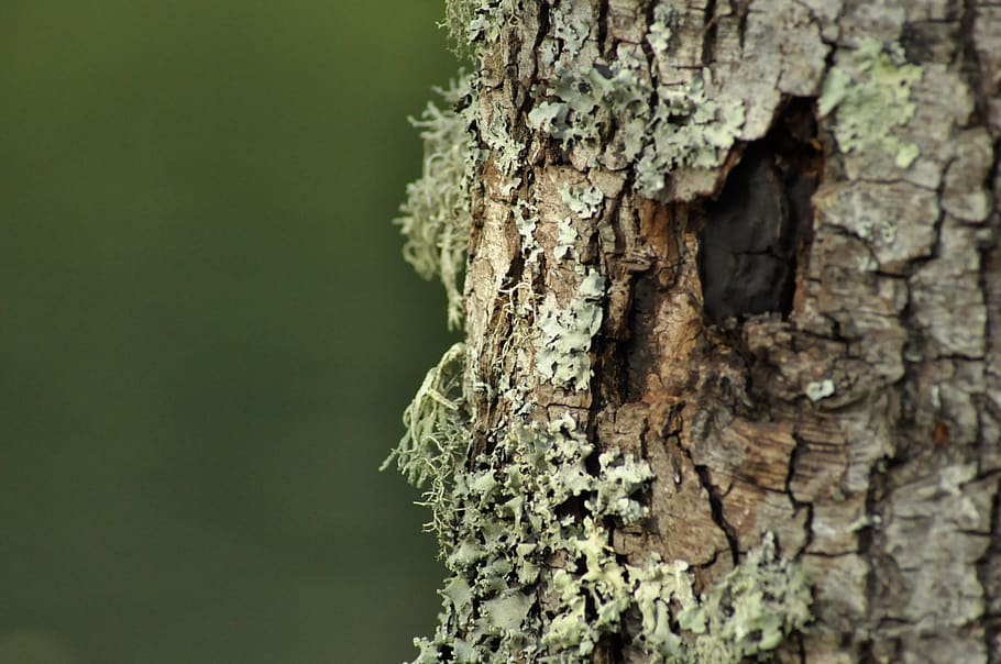 lichen, moss, bark, trees, trunk, tree trunk, textured, plant HD wallpaper