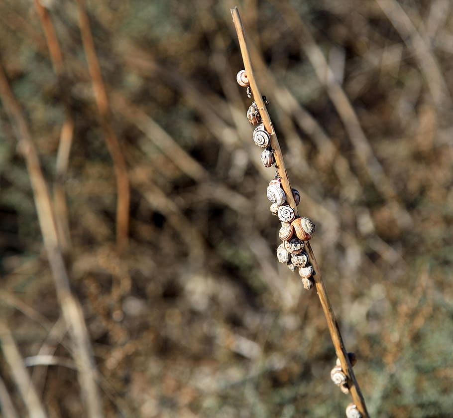 snails, halm, macro, flora, shell, snail shell, grasses, focus on foreground HD wallpaper