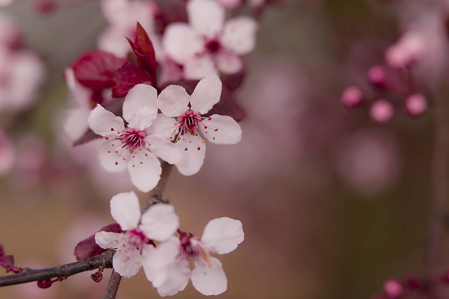 Pink Flowers, bloom, blossom, branch, delicate, depth of field HD wallpaper