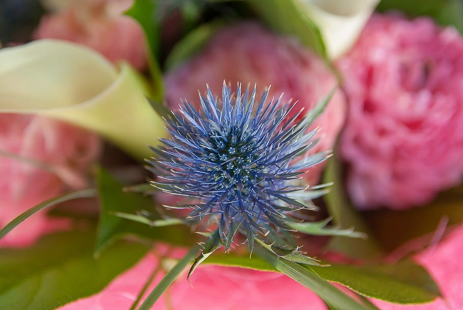 flower, thistle, lys, flowering plant, freshness, beauty in nature HD wallpaper