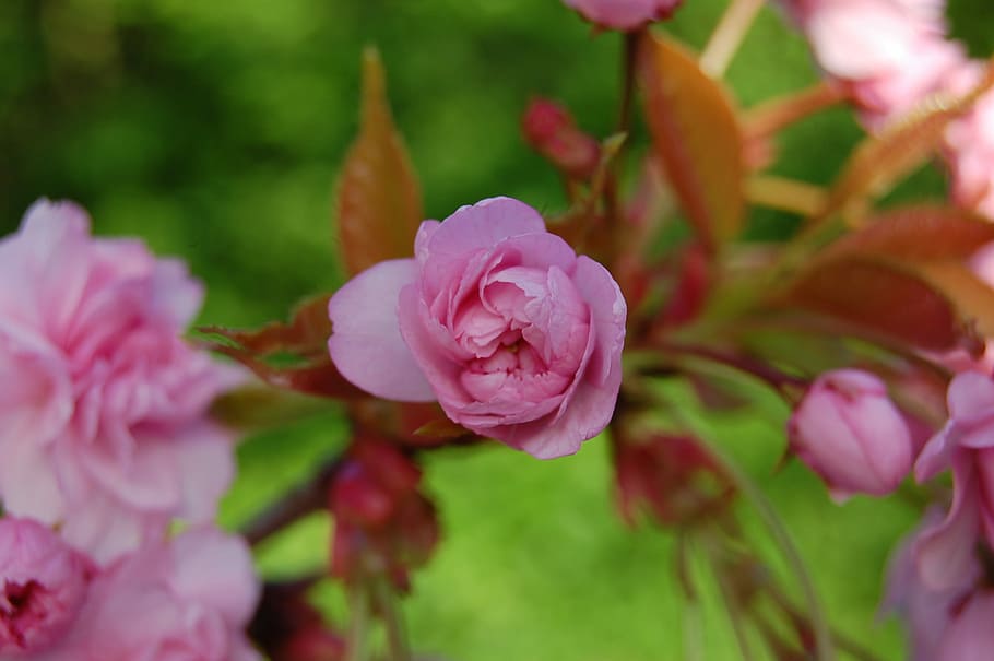 Spring, Flowers, Pink, Nature, growth, plant, petal, pink color HD wallpaper