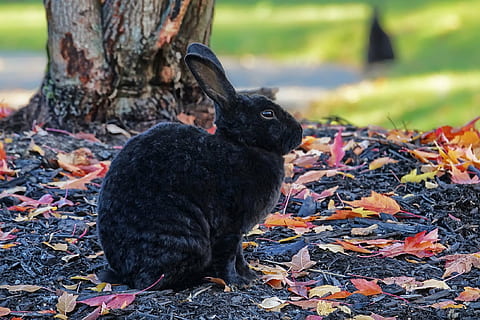 shallow focus photography of black rabbit, bunny, hare, wildlife HD wallpaper