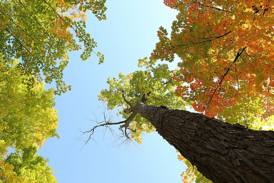 low-angle photography of brown and green tree under clear blue sky during daytime, HD wallpaper