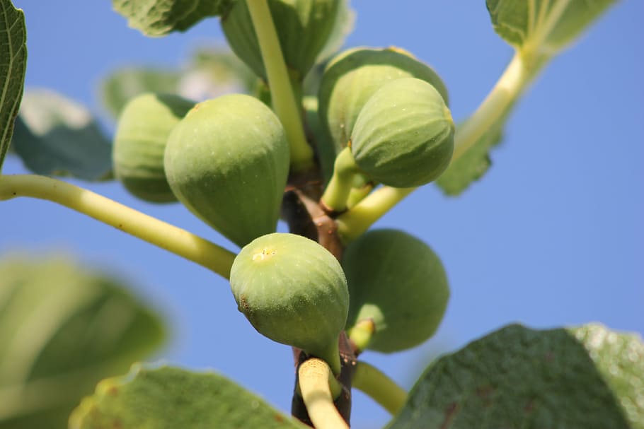 figs, fruits, fig tree, food, eat, real coward, green, branch HD wallpaper