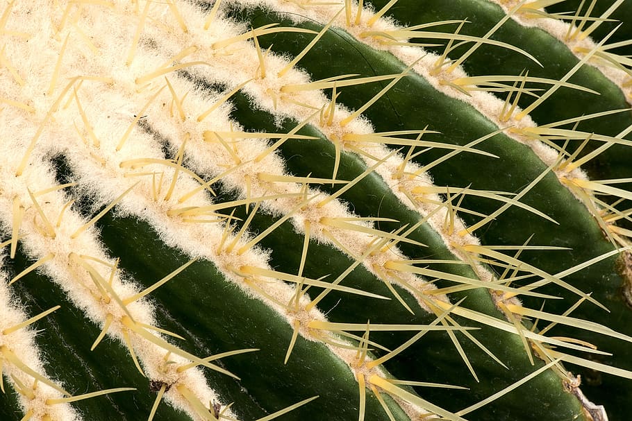 needles, cactus, plant, botany, closeup, nature, botanical HD wallpaper
