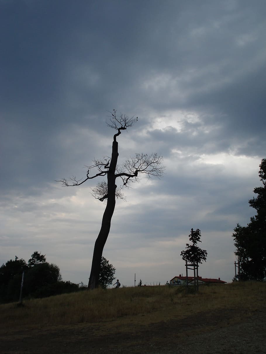 Weather, Tree, Clouds, Cold, Karg, lonely, nature, hill, dry HD wallpaper