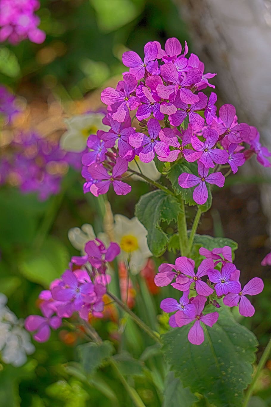 Flowers, Geranium, Nature, Summer, botany, balcony, flowering HD wallpaper