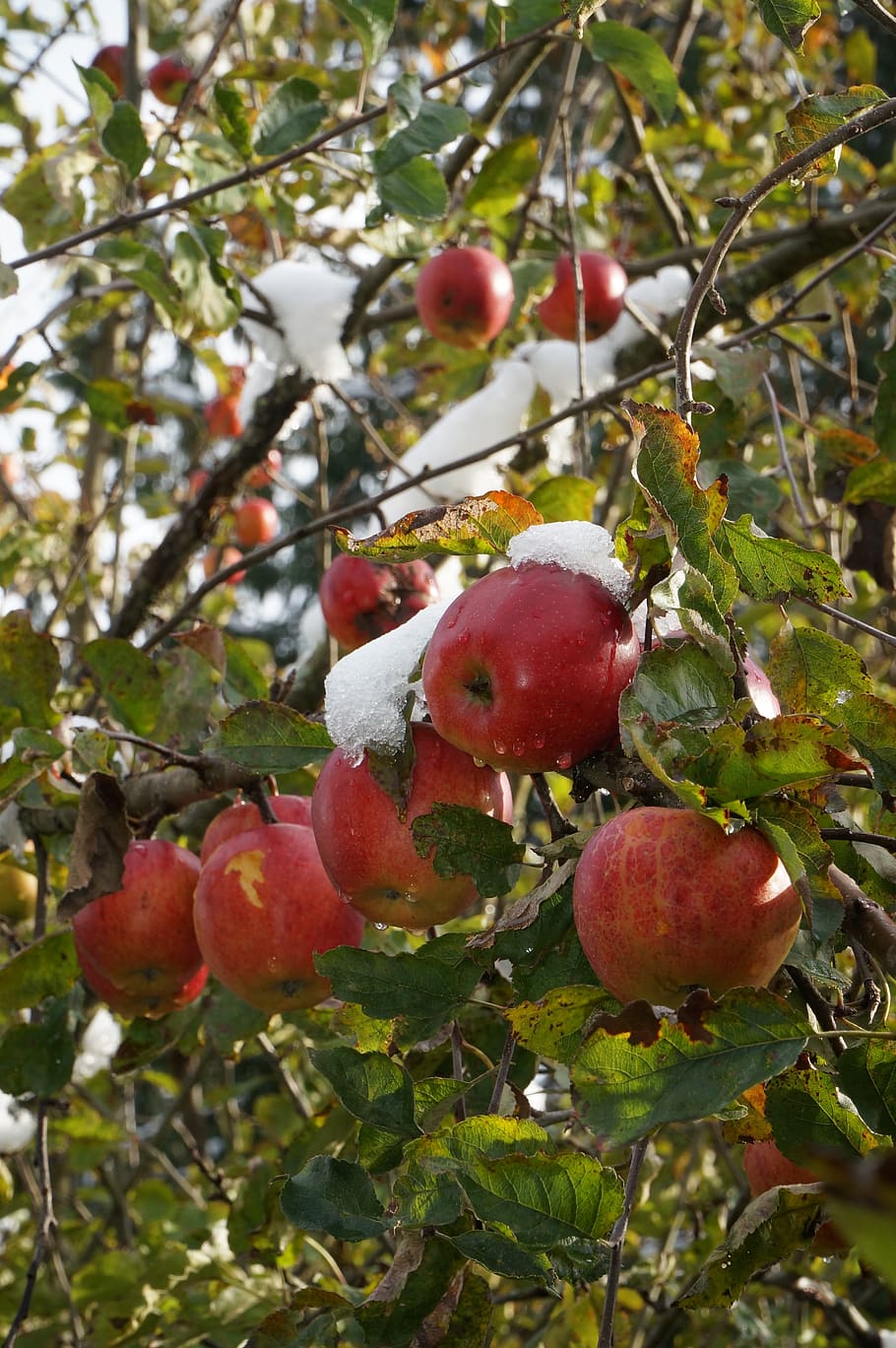 fruit, tree, branch, nature, leaf, snow, melting, apple, red HD wallpaper