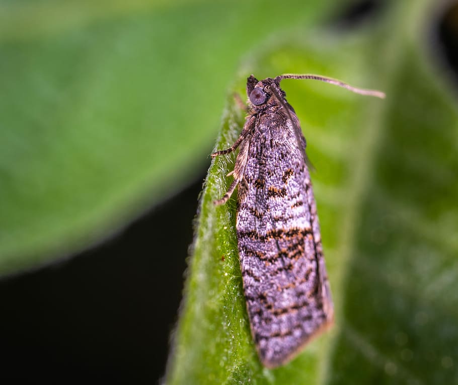 macro, insect, lepidoptera, close-up, green color, plant part HD wallpaper