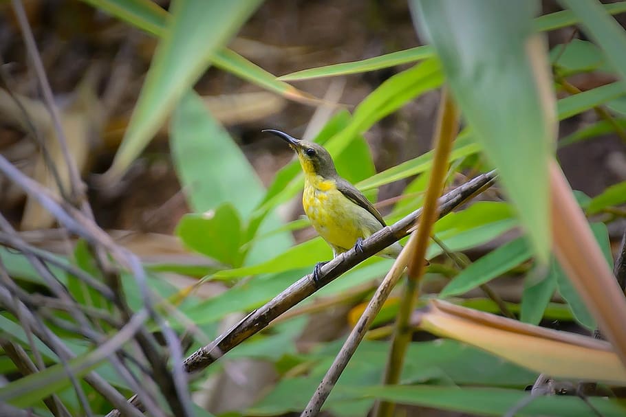 birds, yellow, cute, animal themes, one animal, animal wildlife HD wallpaper