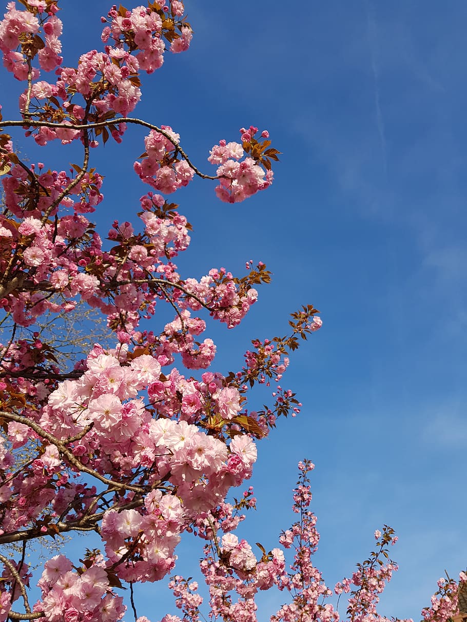 flower, cherry wood, tree, branch, beauty in nature, flowering plant HD wallpaper