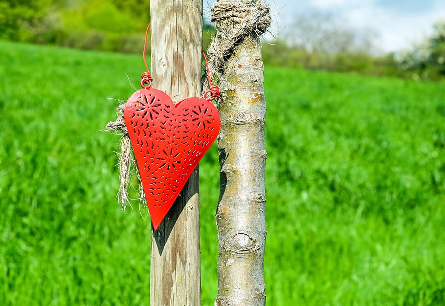 red heart hanging decor on brown tree, affection, romance, love HD wallpaper