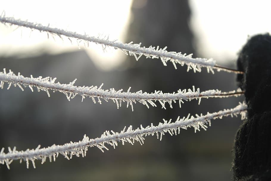 icing, winter, wire, white, cold, macro, cold temperature, focus on foreground HD wallpaper