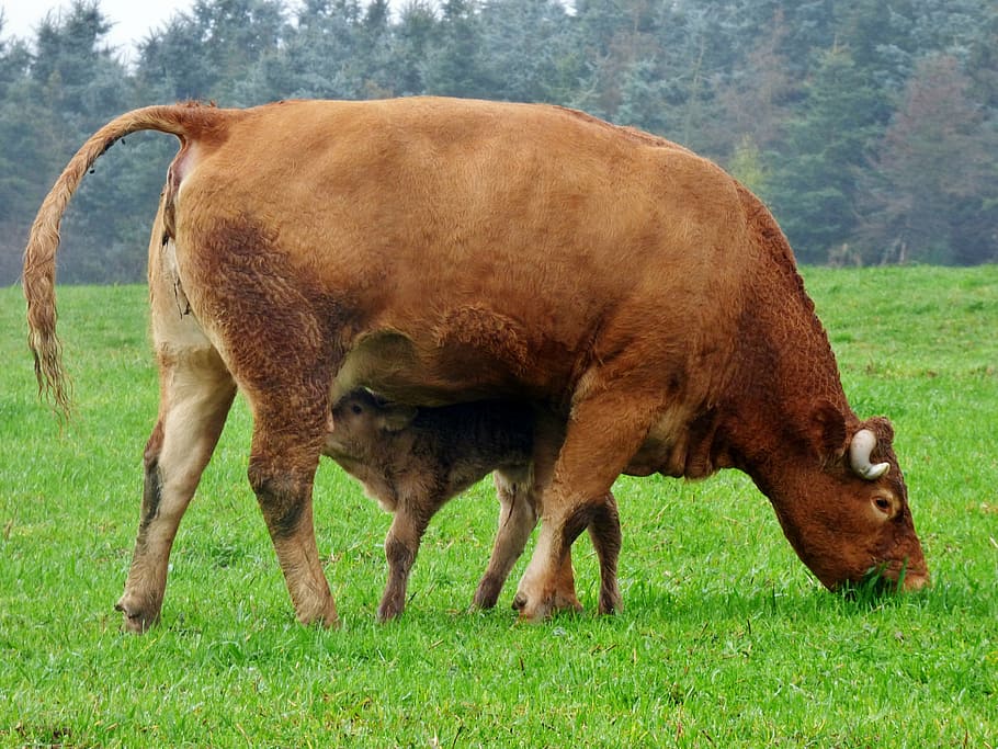 cow, little calf, animals, drinking calf, nature, mammal, animal themes HD wallpaper