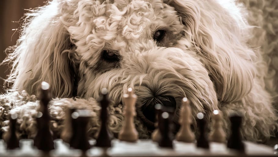 adult white toy poodle near chessboard set, dog, goldendoodle