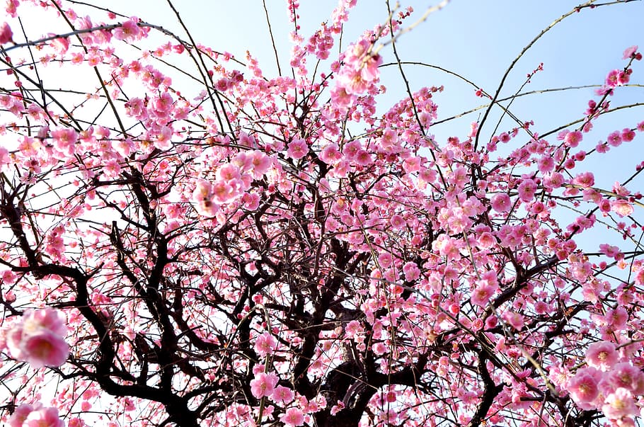 cherry blossom trees, winter, flowers, plum blossoms, arboretum, HD wallpaper