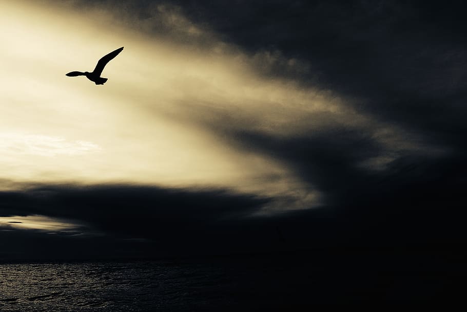 silhouette of bird flying above body of water, bird over body of water wallpaper HD wallpaper