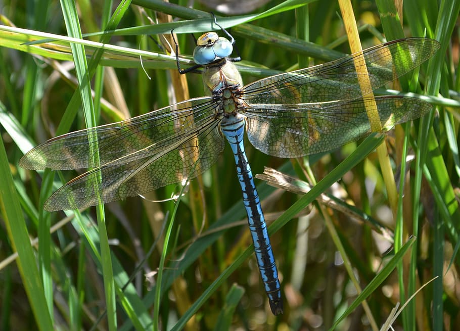 dragonfly, blue dragonfly, insect, wing, nature, flight insect HD wallpaper