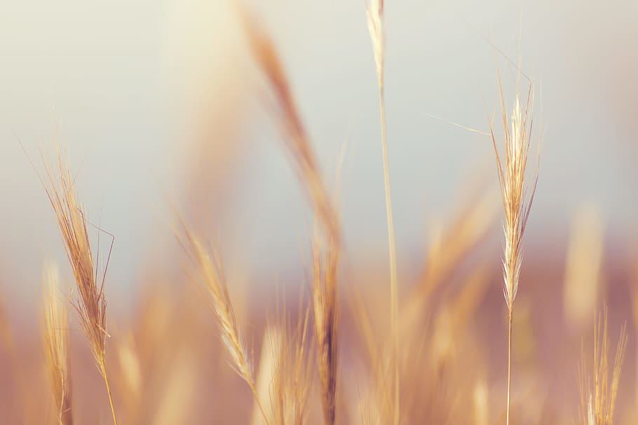 nature, grass, plant, macro, cereal plant, crop, agriculture HD wallpaper