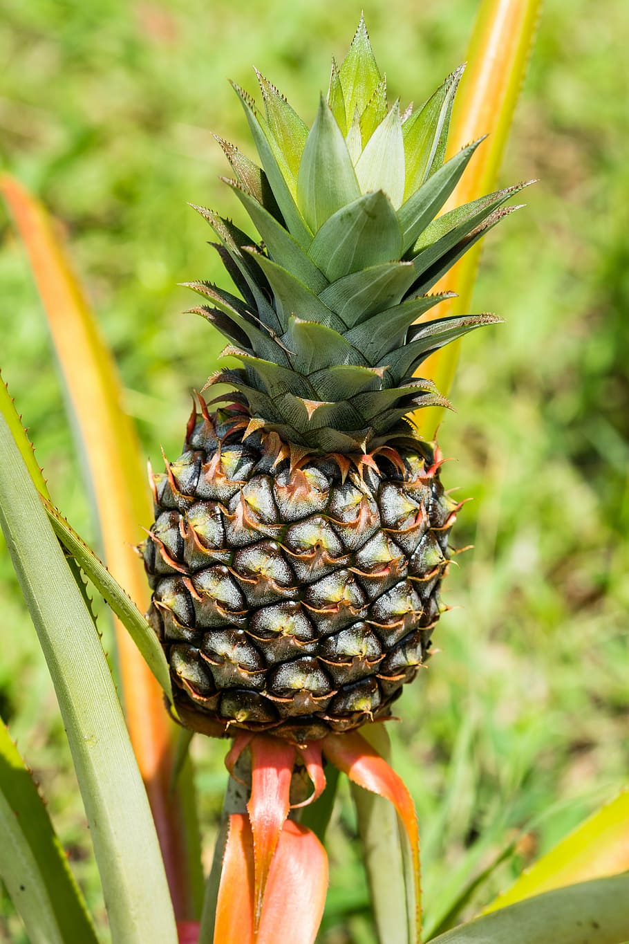 pineapple, fruit, exotic, tropical fruit, growth, focus on foreground HD wallpaper