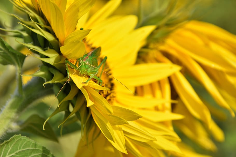 delicate insect, grasshopper, grille, green, sun flower, close HD wallpaper