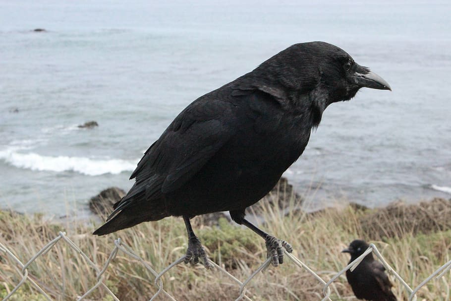 crow, black, raven, bird, nature, wildlife, animal wildlife HD wallpaper