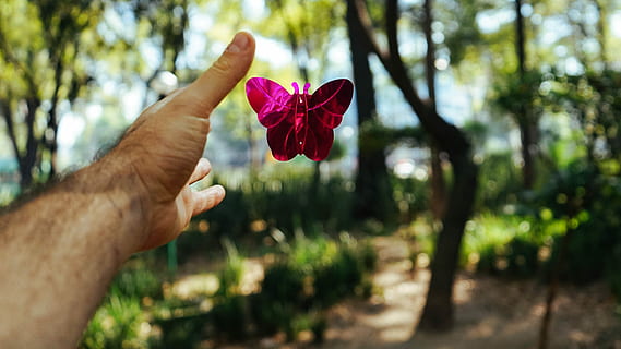 person's hand about to catch a pink butterfly toy at daytime, person about to hold pink moth HD wallpaper