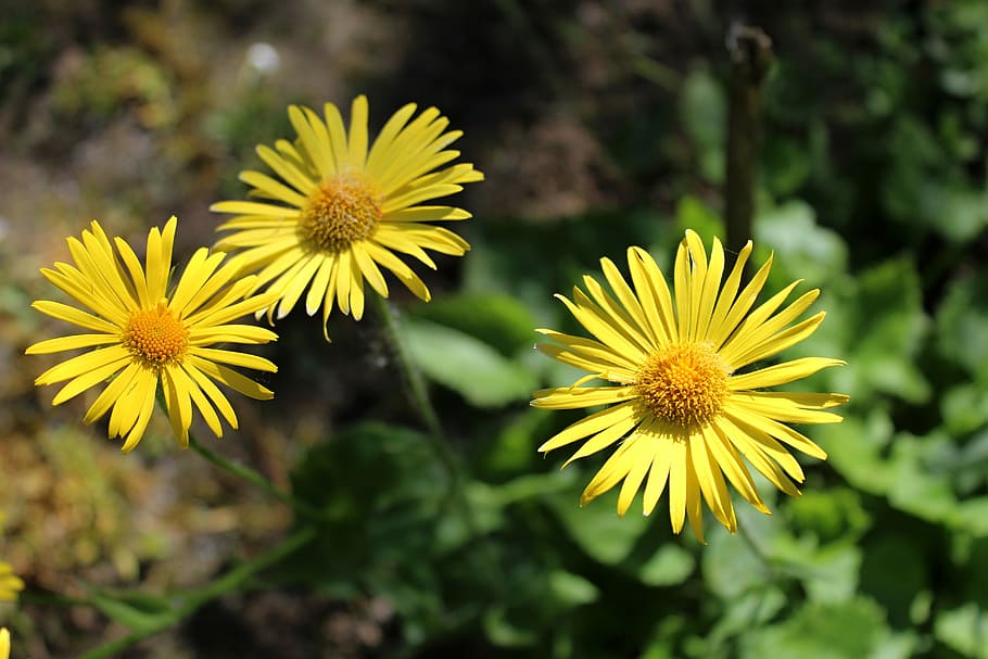 spring, garden, flower, flowering plant, yellow, freshness HD wallpaper