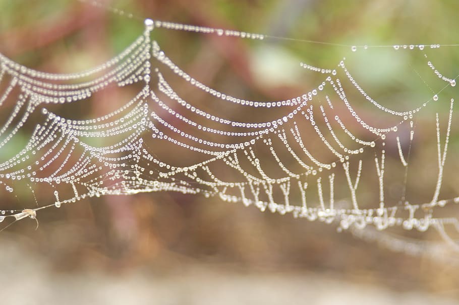 water drops, spider web, crystal clear, wet, close-up, focus on foreground HD wallpaper