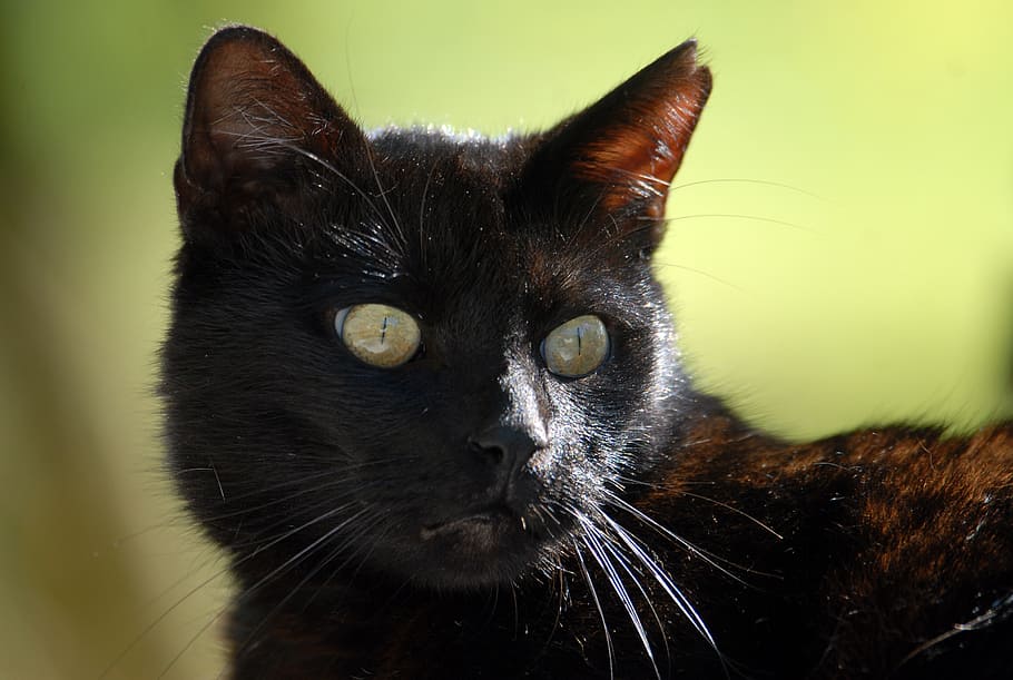 cat, black cat, mieze, animal themes, mammal, domestic cat HD wallpaper
