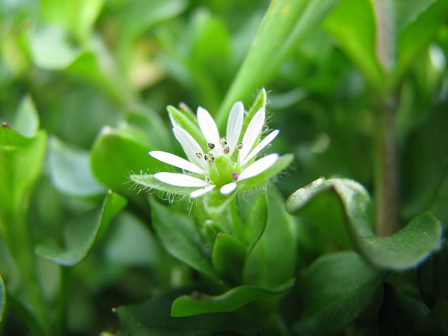 spring, flower, sunshine, meadow, plant, growth, green color HD wallpaper