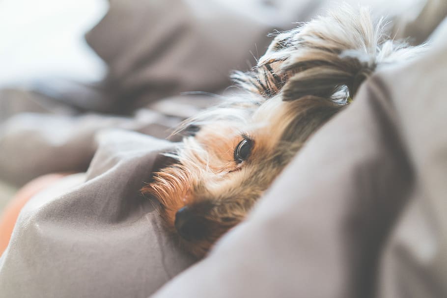 Close Up of Cute and Calm Yorkshire Terrier Dog Lying in a Bed, HD wallpaper