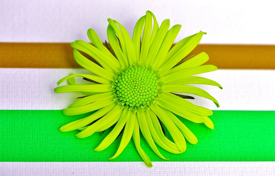 flower, spring, green, pointed flower, close, beautiful, green color HD wallpaper