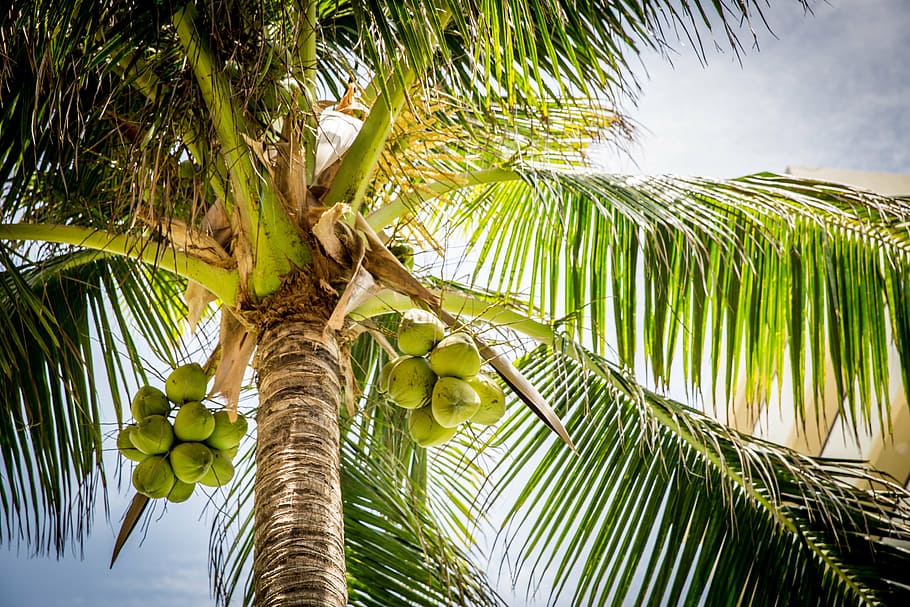 low angle photography of green palm tree, beach, coconuts, nature HD wallpaper