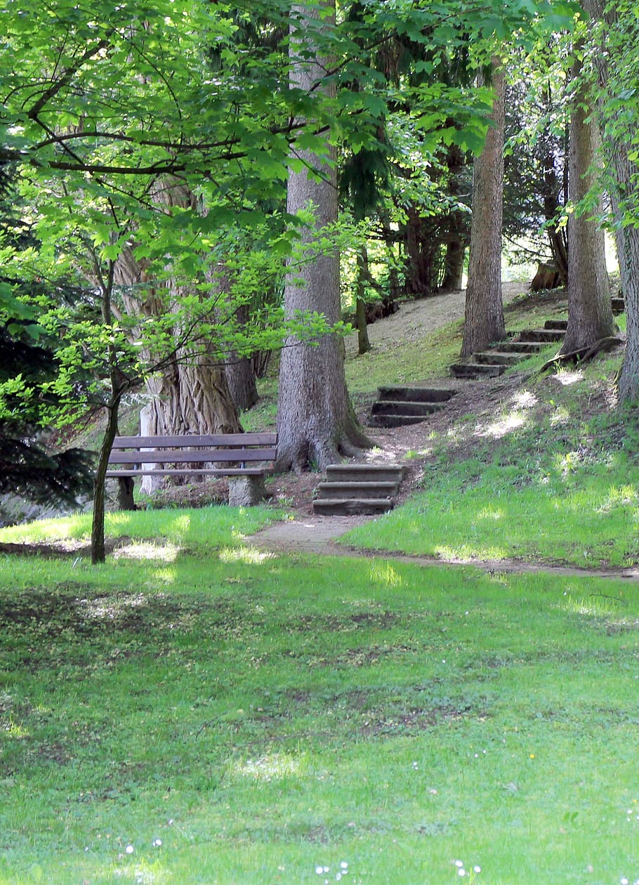 bank, bench, stairs, gradually, forest, nature, tree, footpath HD wallpaper