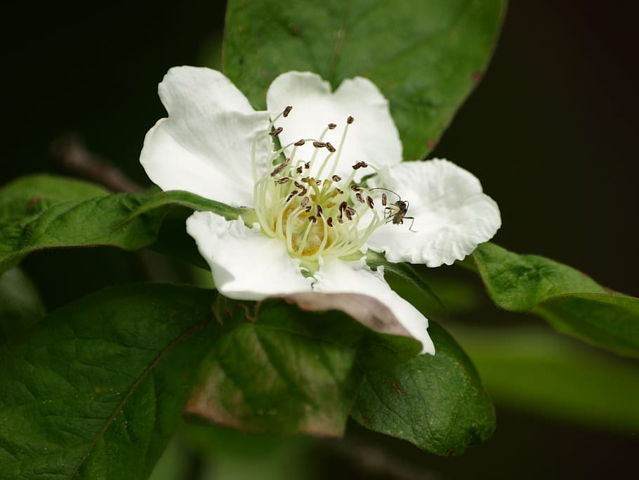 mispelblüte, mispelstrauch, blossom, bloom, medlar, spring HD wallpaper