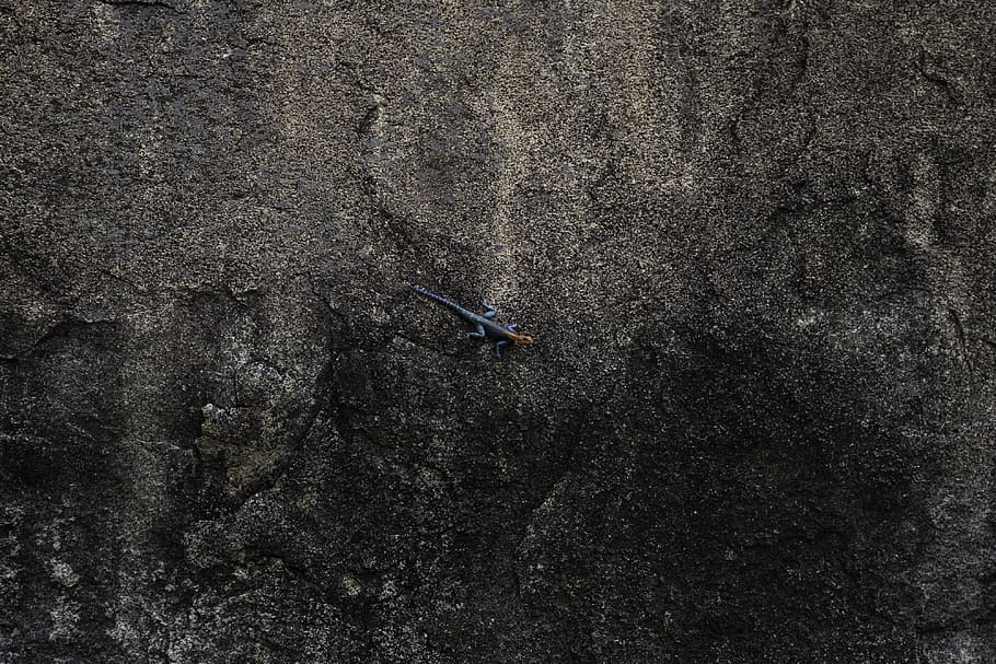 top view of blue lizard on rock, blue and orange lizard on gray pavementy HD wallpaper
