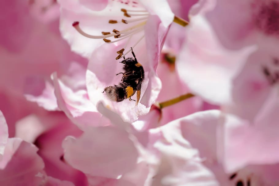 insect, flower, spring, macro, pink, petals, garden, bourdon HD wallpaper
