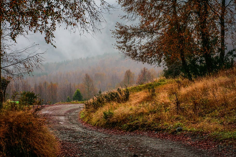 empty road in forest during daytime, mountain, highland, cloud