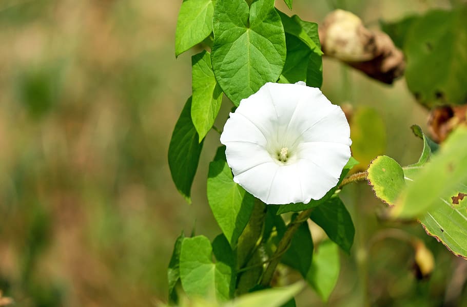 bindweed, flowers, white, trichterförmig, climber, plant, freshness HD wallpaper