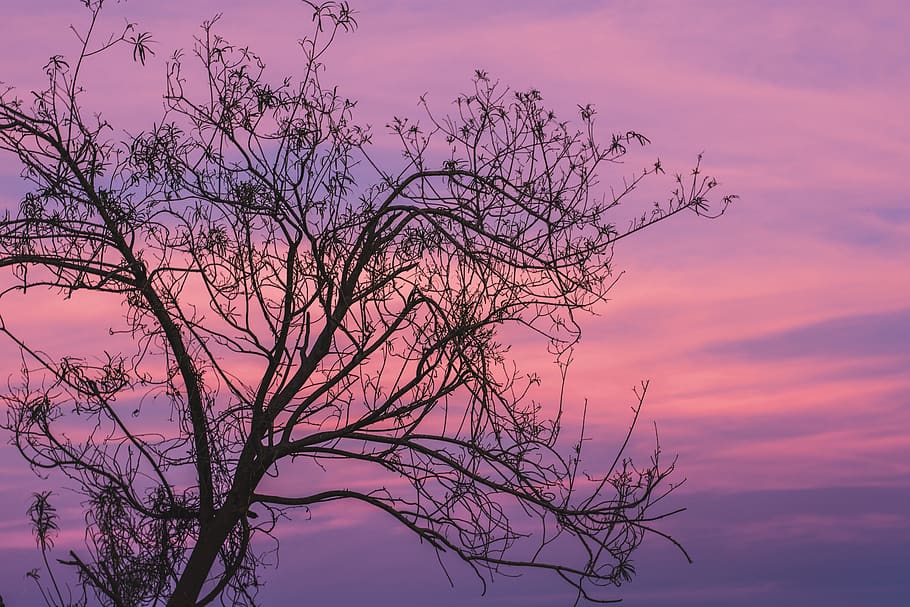 sunset, sky, landscape, clouds, horizon, cloud landscape, tree HD wallpaper