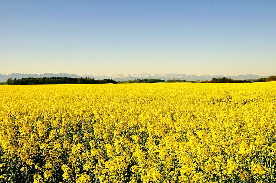 Spring, Rape, Blossom, Nature, rape blossom, blooming rape field HD wallpaper