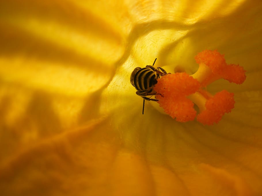 flower, insect, bee, nature, pollen, yellow flowers, animals in the wild HD wallpaper