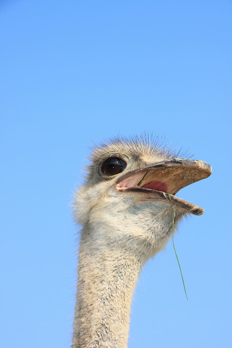 beak, close-up, eyes, head, ostrich, warming, birds, animal themes HD wallpaper