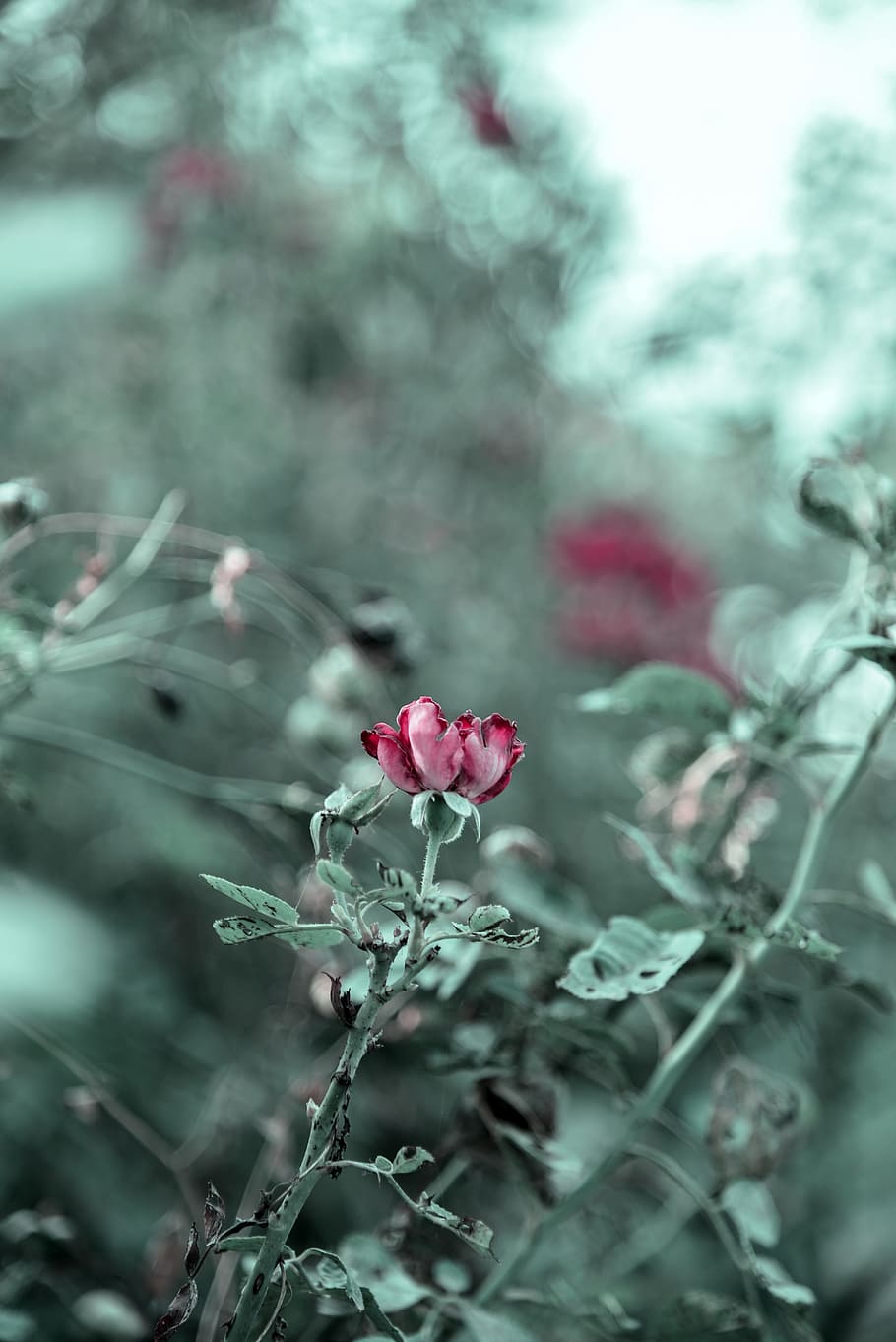 rose, flower, red, love, romance, nature, gift, valentine, blossom HD wallpaper