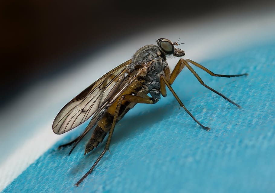 fly, schnepf fly, wing, nature, insect, flying insects, close HD wallpaper