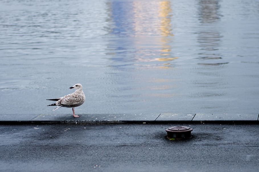 harbour, seagull, bird, water, ocean, harbor, port, seabird HD wallpaper