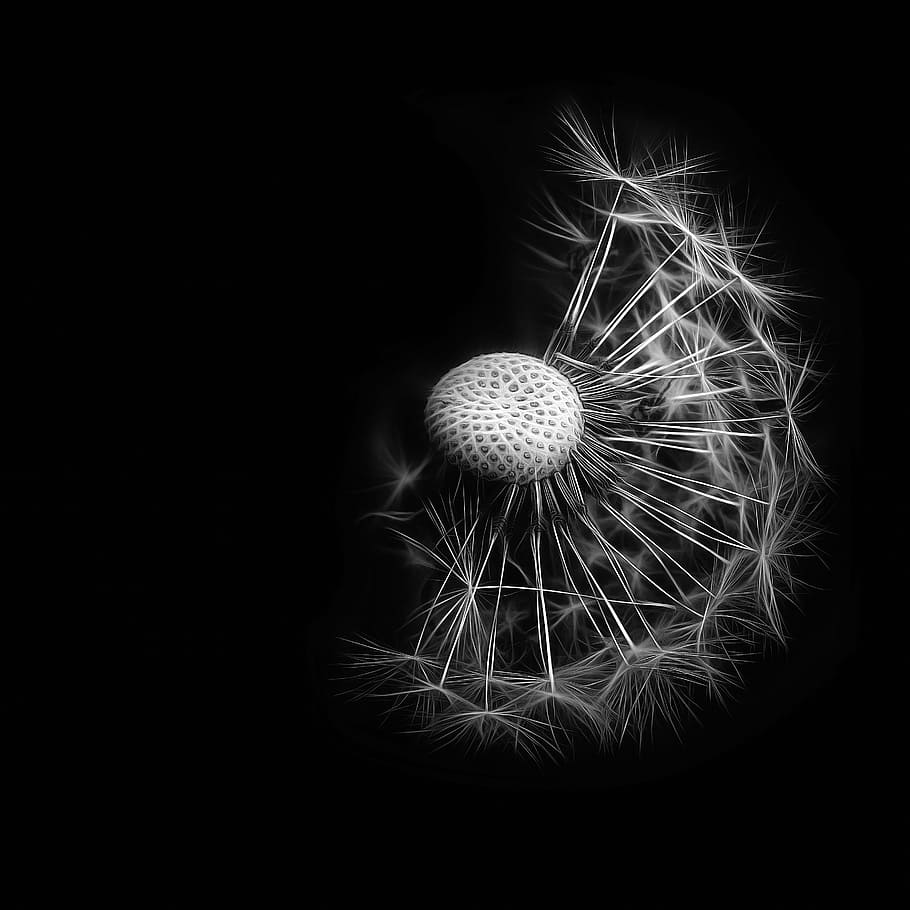 macro and grayscale photography of dandelion flower, black and white photography