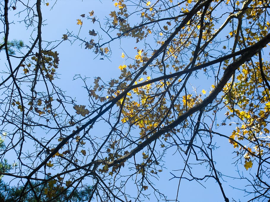 trees, branches, leaves, low angle view, plant, sky, beauty in nature HD wallpaper