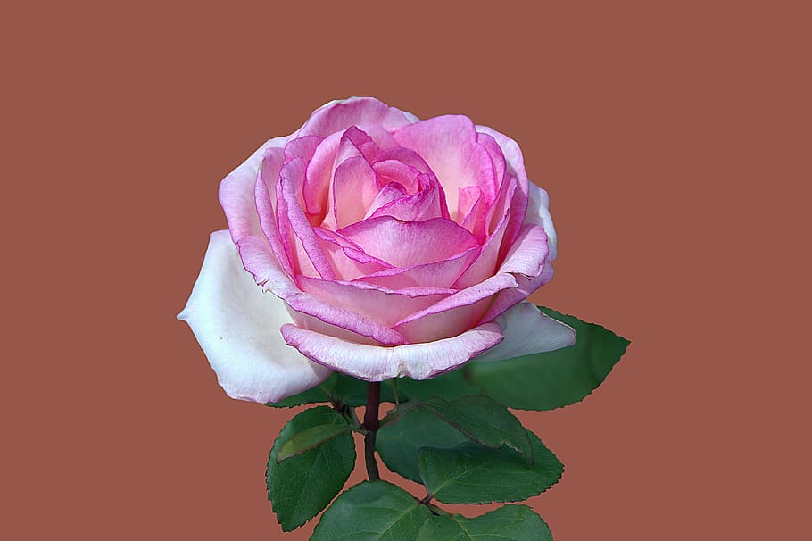 pink rose, floribunda, rosengarten bad kissingen, rose city bad kissingen, HD wallpaper